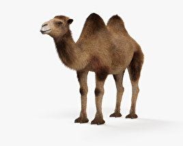 骆驼 3D模型