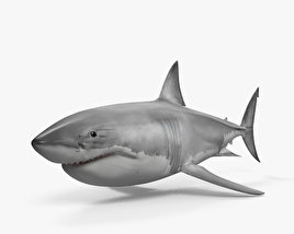 Акула біла 3D модель