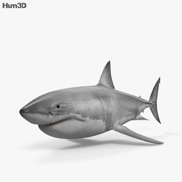 ホホジロザメ 3Dモデル