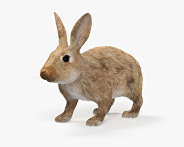 Common Rabbit 3D model