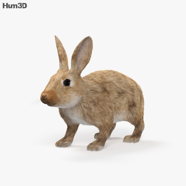 Kaninchen 3D-Modell