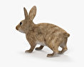 Common Rabbit 3d model