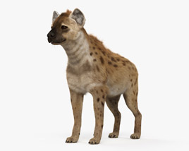 Hyène tachetée Modèle 3D