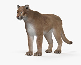 美洲狮 3D模型