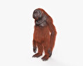 Orangutan 3d model