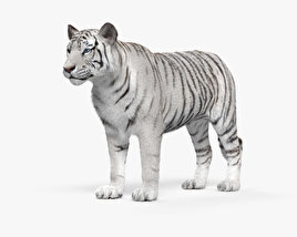 Tigre bianca Modello 3D