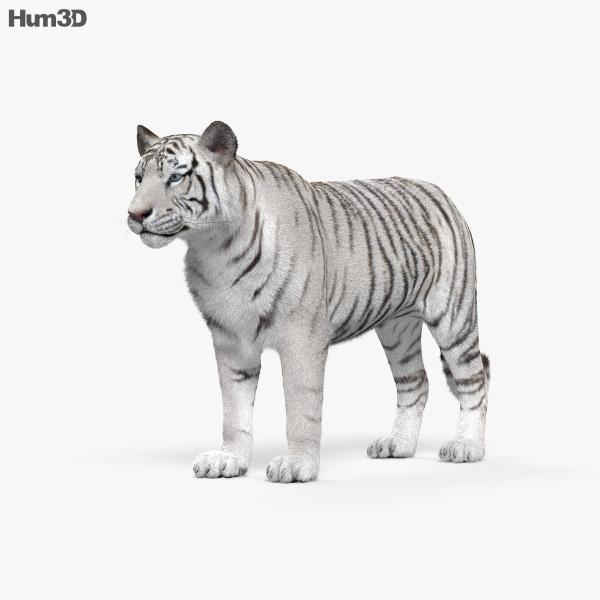 白色的老虎 3D模型