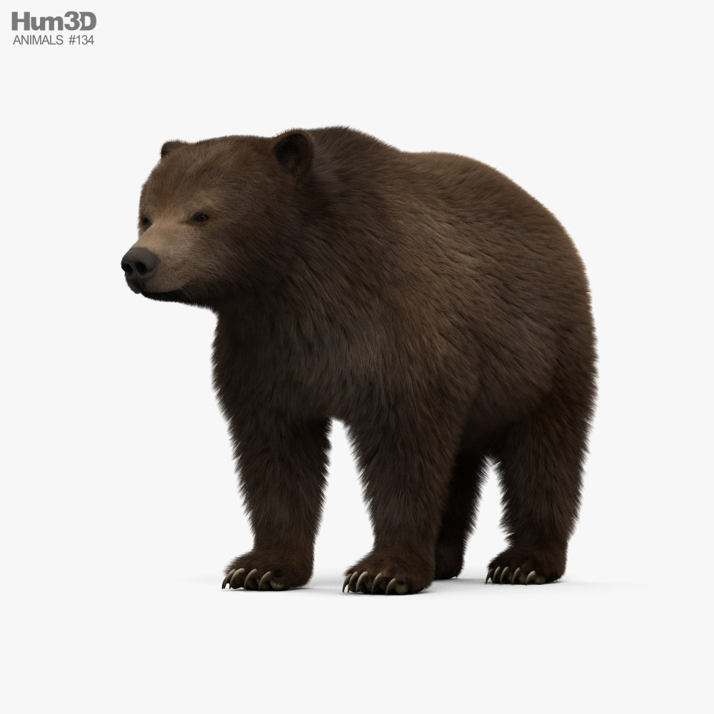 Grizzly Bear 3D model