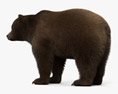 Orso grizzly Modello 3D