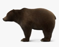 Urso-cinzento Modelo 3d