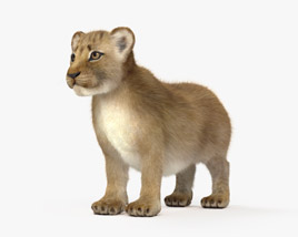 Lion Cub 3D model