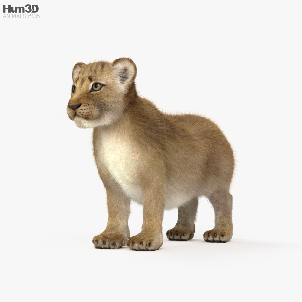 Lion Cub 3d model