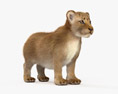 Filhote de leão Modelo 3d