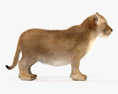 Cucciolo di leone Modello 3D
