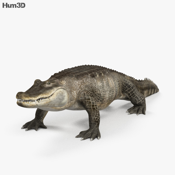 Alligator 3D-Modell
