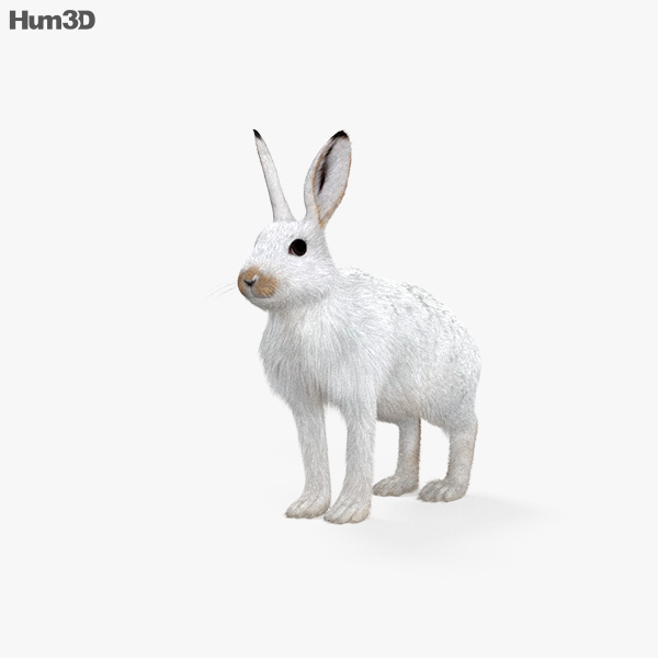 Arctic Hare 3D model