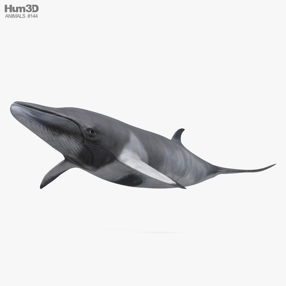 Minke Whale 3D model