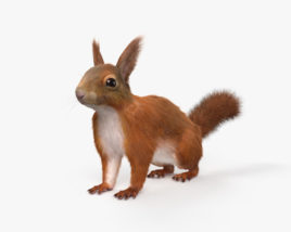 American Red Squirrel 3D model