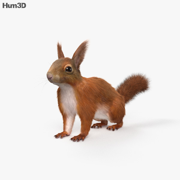 American Red Squirrel 3D model