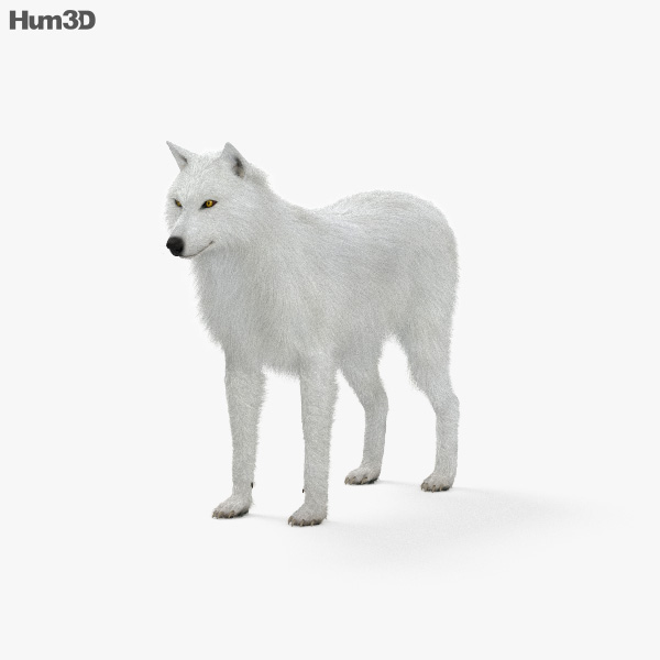 Arctic Wolf 3D model