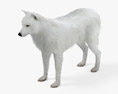 Loup arctique Modèle 3d