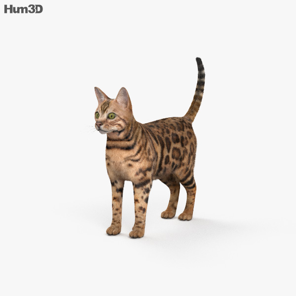 Bengal Cat 3D model