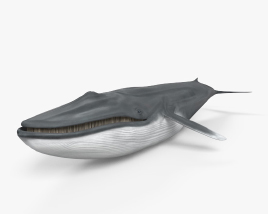 Balenottera azzurra Modello 3D