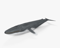 Blue Whale 3d model