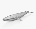 대왕고래 3D 모델 