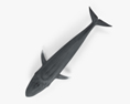 Blue Whale 3d model