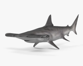 双髻鲨 3D模型