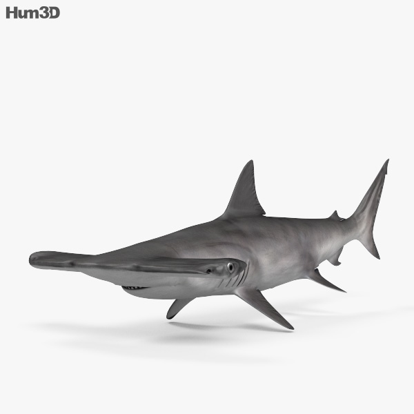 Smooth Hammerhead Shark 3D model