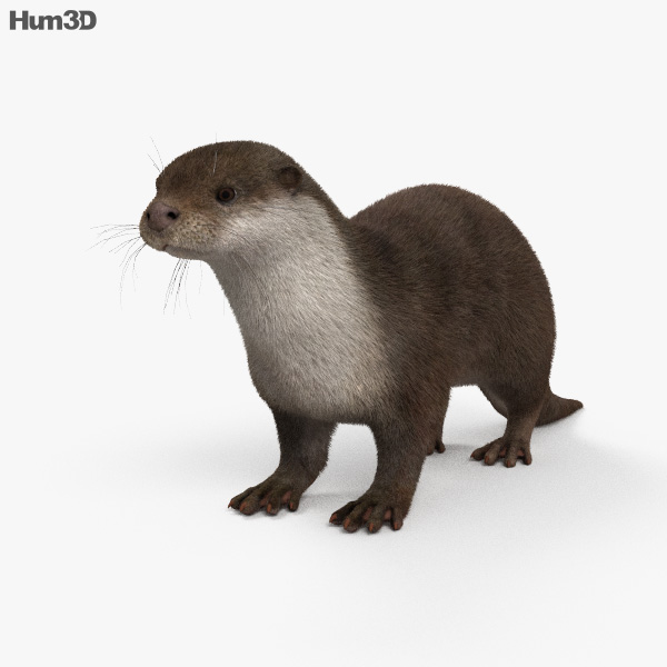 European Otter 3D model