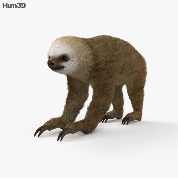 Two-Toed Sloth 3D model