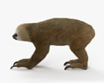 Two-Toed Sloth 3d model