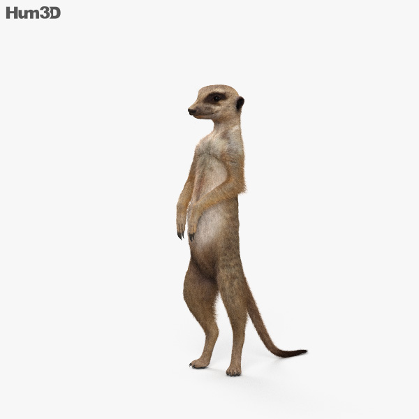 Meerkat 3D model