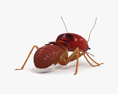 Termite 3d model