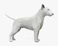 Bull terrier Modelo 3D