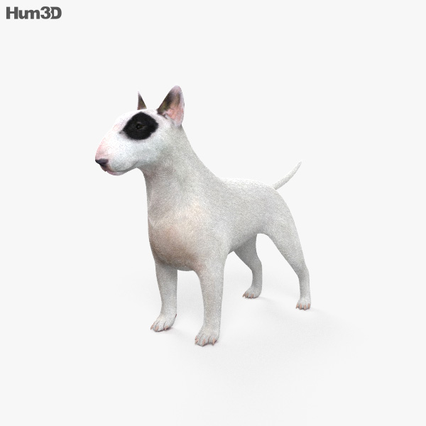 Bull terrier Modello 3D