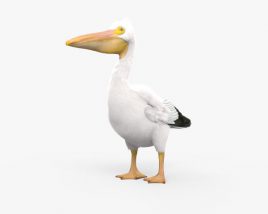 American White Pelican 3D model