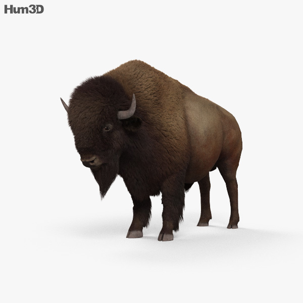 Amerikanischer Bison 3D-Modell