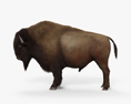 American Bison (Buffalo) 3d model