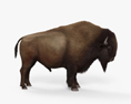 American Bison (Buffalo) 3d model