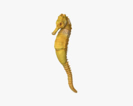 Seahorse 3D model