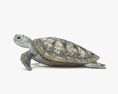 Hawksbill Sea Turtle 3d model