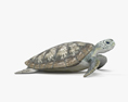Hawksbill Sea Turtle 3d model