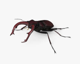 Stag Beetle 3D model