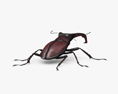 Stag Beetle 3d model
