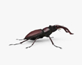 Stag Beetle 3d model