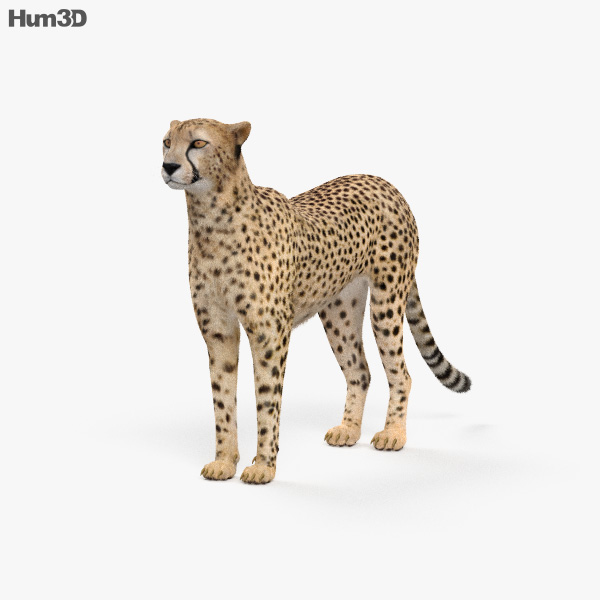 Gepard 3D-Modell